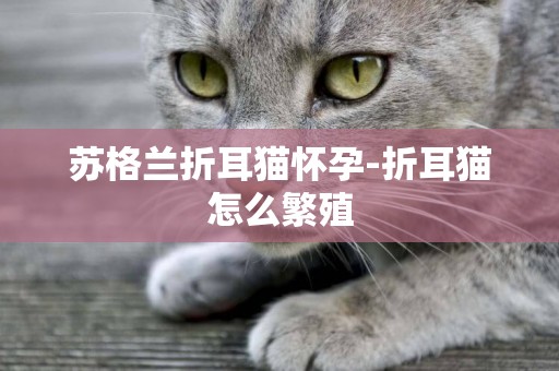 蘇格蘭折耳貓懷孕-折耳貓怎么繁殖
