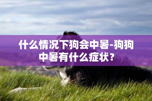 什么情況下狗會中暑-狗狗中暑有什么癥狀？