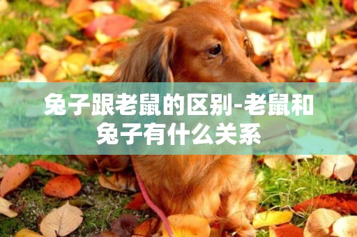 兔子跟老鼠的區別-老鼠和兔子有什么關系