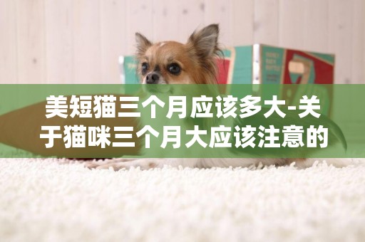 美短貓三個月應該多大-關于貓咪三個月大應該注意的問題