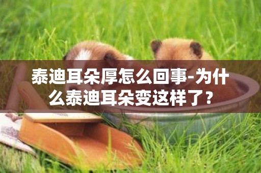 泰迪耳朵厚怎么回事-為什么泰迪耳朵變這樣了？