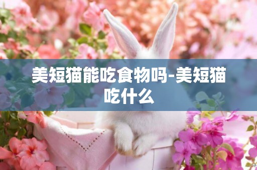 美短貓能吃食物嗎-美短貓吃什么