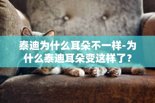 泰迪為什么耳朵不一樣-為什么泰迪耳朵變這樣了？
