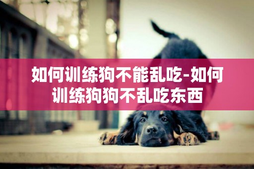 如何訓練狗不能亂吃-如何訓練狗狗不亂吃東西