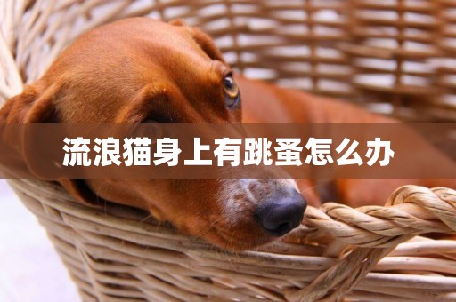 流浪貓身上有跳蚤怎么辦