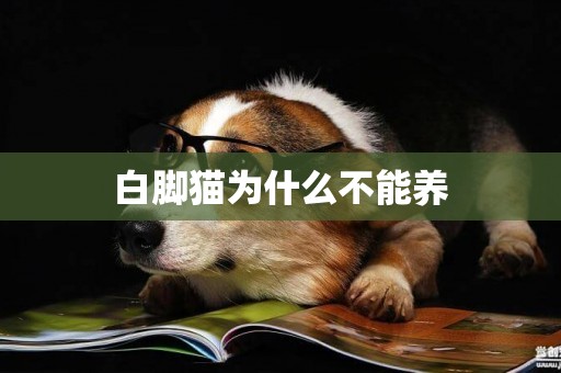 白腳貓為什么不能養