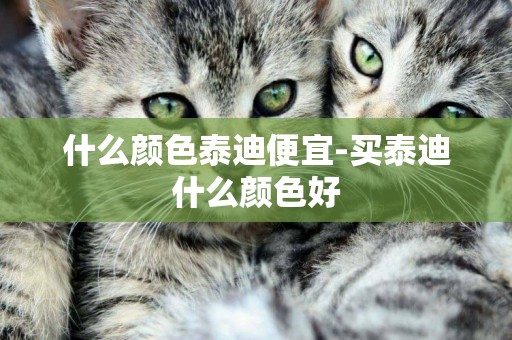 什么顏色泰迪便宜-買泰迪什么顏色好