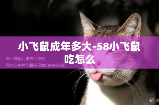 小飛鼠成年多大-58小飛鼠吃怎么