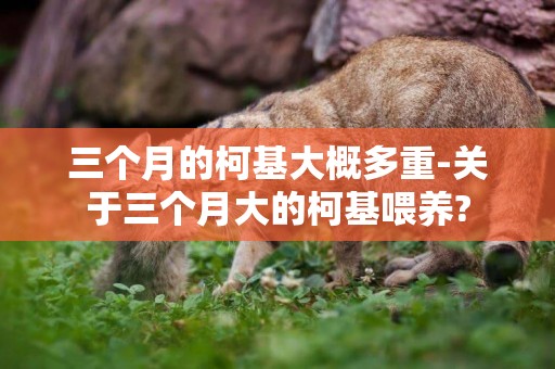 三個月的柯基大概多重-關于三個月大的柯基喂養?