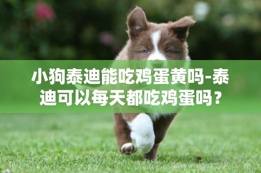 小狗泰迪能吃雞蛋黃嗎-泰迪可以每天都吃雞蛋嗎？