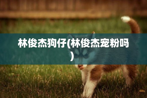 林俊杰狗仔(林俊杰寵粉嗎) 