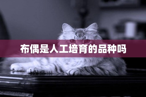 布偶是人工培育的品種嗎