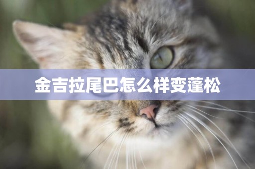金吉拉尾巴怎么樣變蓬松