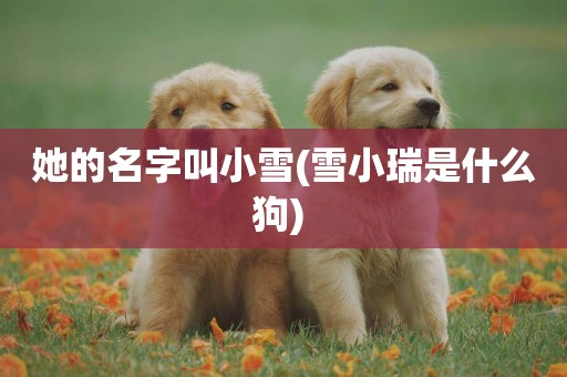 她的名字叫小雪(雪小瑞是什么狗) 