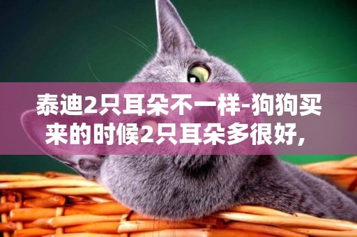 泰迪2只耳朵不一樣-狗狗買來的時候2只耳朵多很好, 養了一段時間左耳朵就變型了. 兩只耳朵一個正一個
