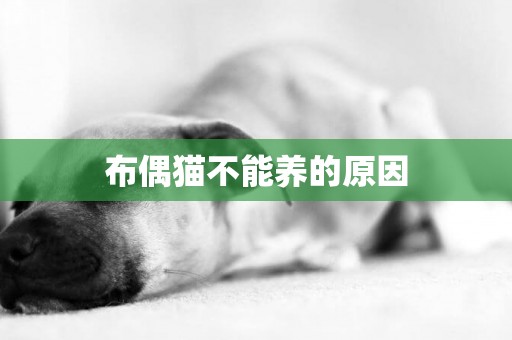 布偶貓不能養的原因