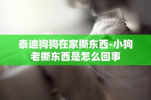 泰迪狗狗在家撕東西-小狗老撕東西是怎么回事