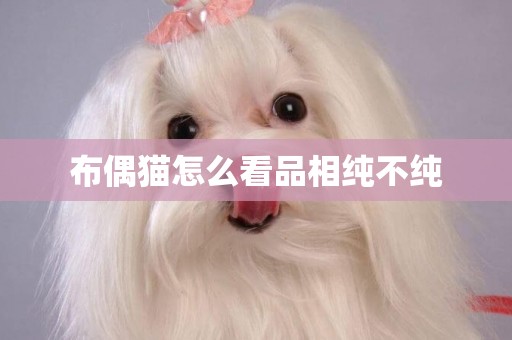 布偶貓怎么看品相純不純