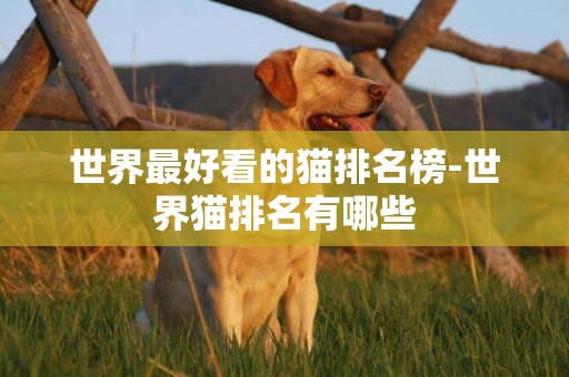 世界最好看的貓排名榜-世界貓排名有哪些