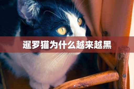 暹羅貓為什么越來越黑