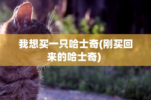 我想買一只哈士奇(剛買回來的哈士奇) 