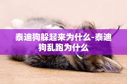 泰迪狗躲起來為什么-泰迪狗亂跑為什么