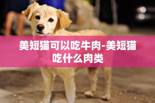 美短貓可以吃牛肉-美短貓吃什么肉類