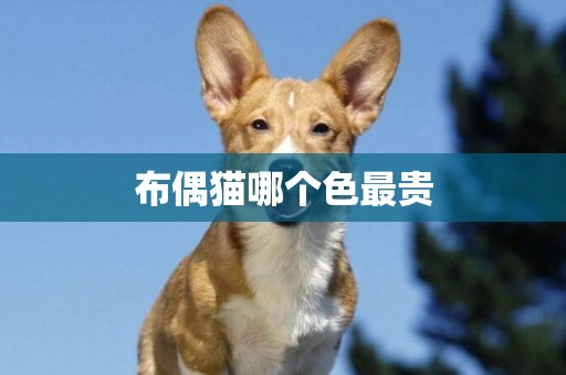 布偶貓哪個色最貴