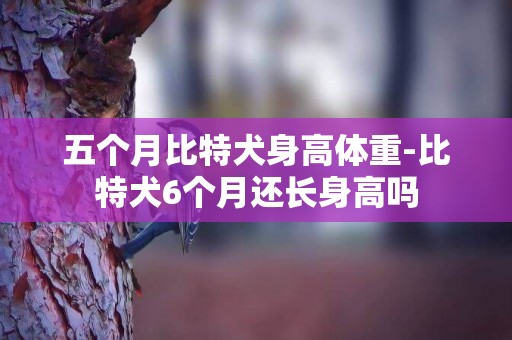五個月比特犬身高體重-比特犬6個月還長身高嗎
