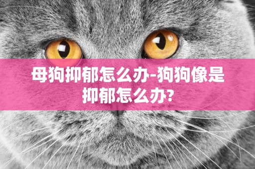 母狗抑郁怎么辦-狗狗像是抑郁怎么辦?