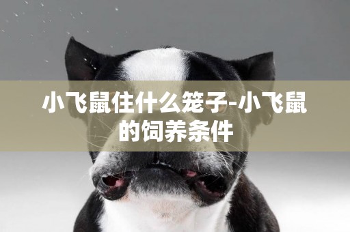 小飛鼠住什么籠子-小飛鼠的飼養條件
