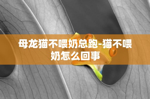 母龍貓不喂奶總跑-貓不喂奶怎么回事