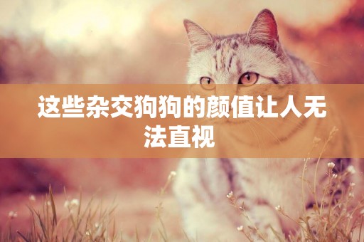 這些雜交狗狗的顏值讓人無法直視 