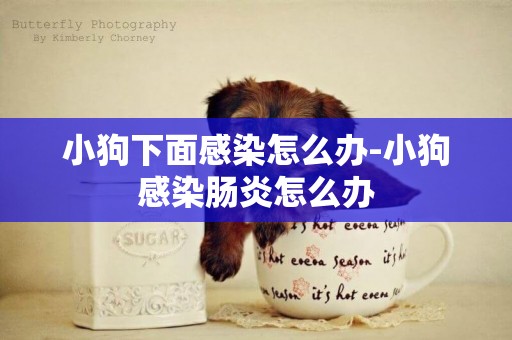 小狗下面感染怎么辦-小狗感染腸炎怎么辦