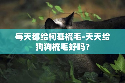 每天都給柯基梳毛-天天給狗狗梳毛好嗎？