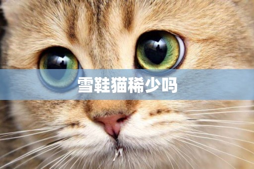 雪鞋貓稀少嗎