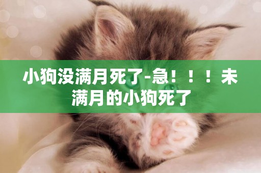 小狗沒滿月死了-急！！！未滿月的小狗死了