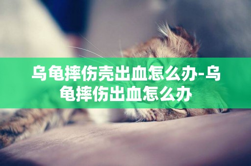 烏龜摔傷殼出血怎么辦-烏龜摔傷出血怎么辦