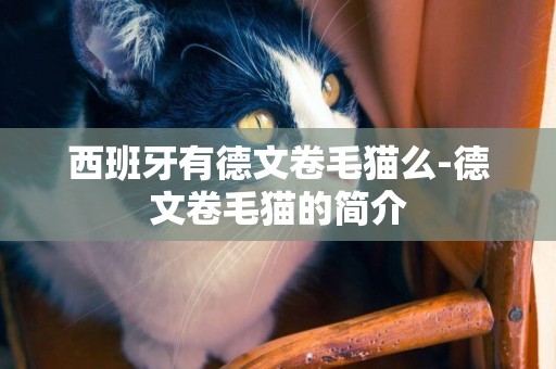 西班牙有德文卷毛貓么-德文卷毛貓的簡介