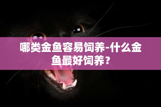 哪類金魚容易飼養-什么金魚最好飼養？