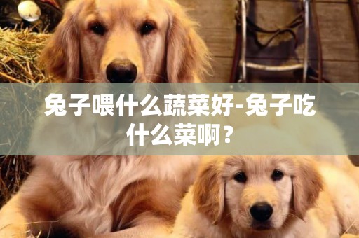 兔子喂什么蔬菜好-兔子吃什么菜啊？