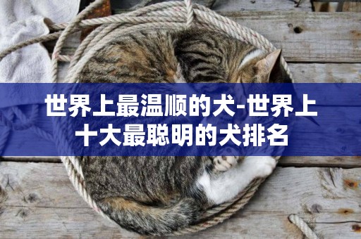 世界上最溫順的犬-世界上十大最聰明的犬排名