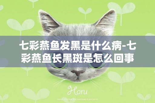 七彩燕魚發黑是什么病-七彩燕魚長黑斑是怎么回事