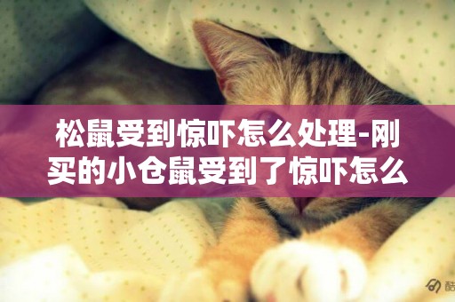 松鼠受到驚嚇怎么處理-剛買的小倉鼠受到了驚嚇怎么辦