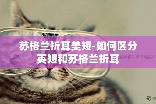 蘇格蘭折耳美短-如何區分英短和蘇格蘭折耳
