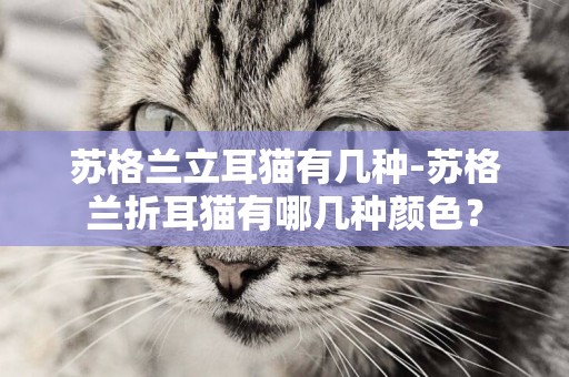 蘇格蘭立耳貓有幾種-蘇格蘭折耳貓有哪幾種顏色？