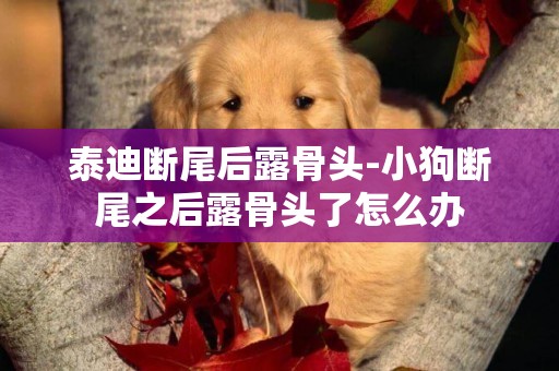 泰迪斷尾后露骨頭-小狗斷尾之后露骨頭了怎么辦