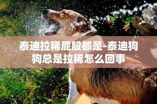 泰迪拉稀屁股都是-泰迪狗狗總是拉稀怎么回事