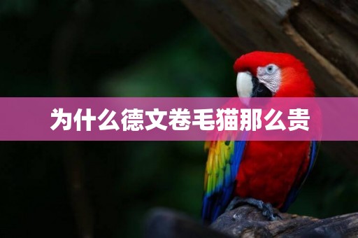 為什么德文卷毛貓那么貴