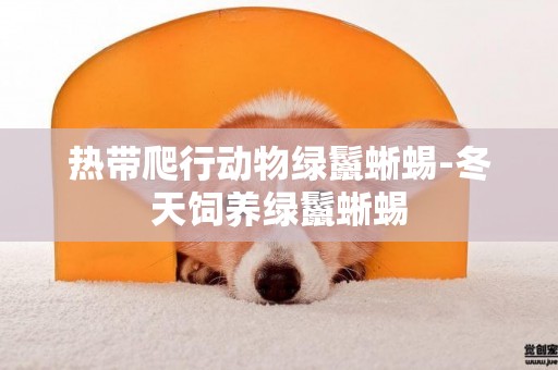 熱帶爬行動物綠鬣蜥蜴-冬天飼養綠鬣蜥蜴